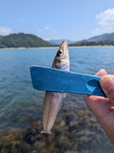 キスの当たり激減